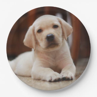 Prato De Papel Baby Yellow Labrador Puppy Dog deitado em Belly