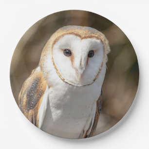 Prato De Papel Barn Owl