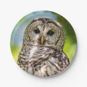 Prato De Papel Barred Owl