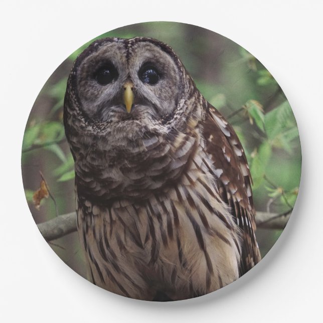 Prato De Papel Barred Owl (Frente)