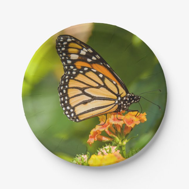 Prato De Papel base de cartão foto borboleta sobre uma flor (Frente)