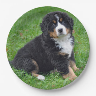 Prato De Papel Bernese Mountain Dog Puppy Foto