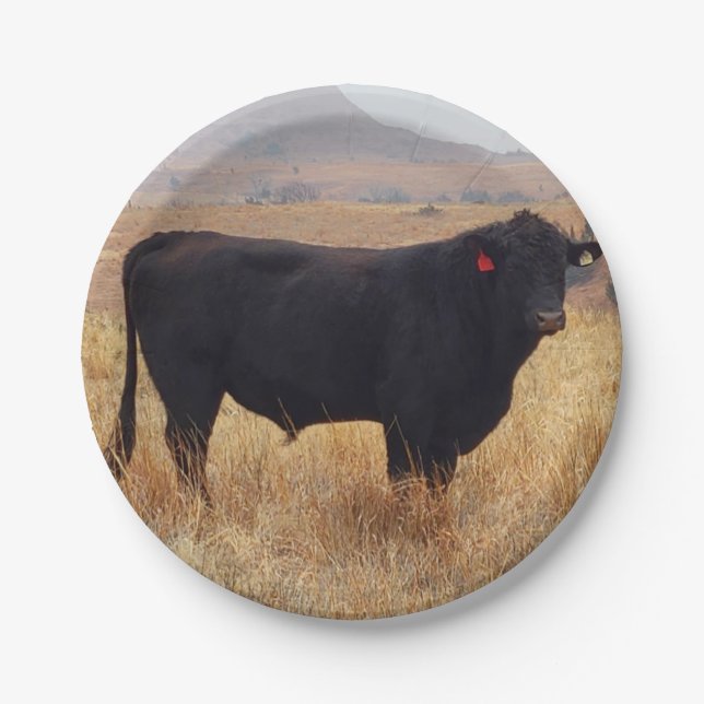 Prato De Papel Black Angus Steer Grazing com seu Herd (Frente)