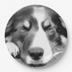 PRATO DE PAPEL BORDER COLLIE
