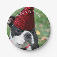 Boston Terrier