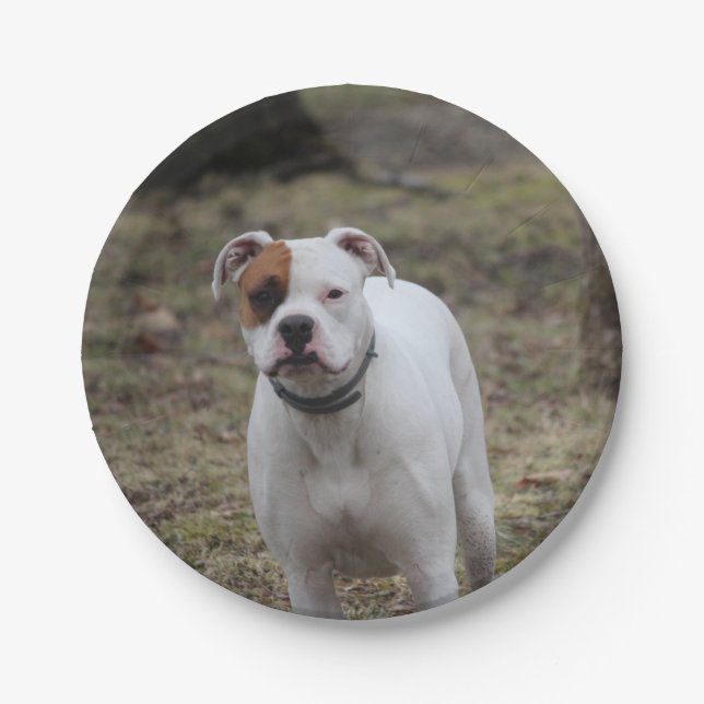 Prato De Papel Boxer (Frente)