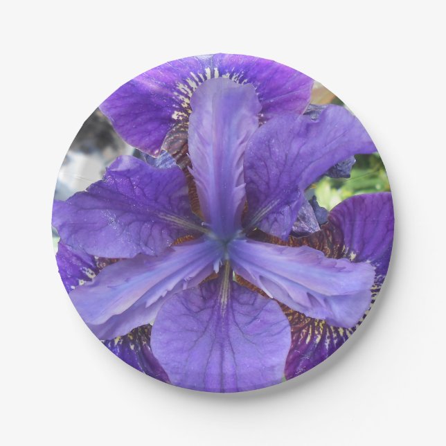 Prato De Papel Brandeis (Frente)