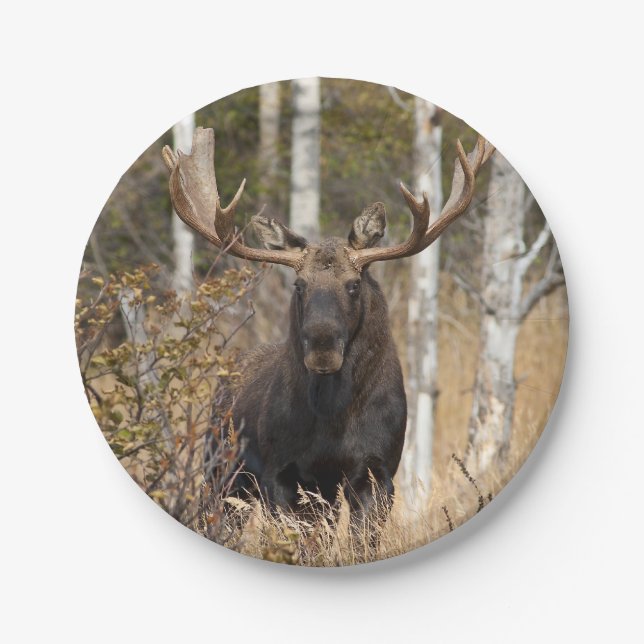 Prato De Papel Bull Moose Impressionante (Frente)