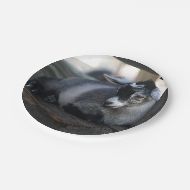 Prato De Papel Cabra (Inclinado)