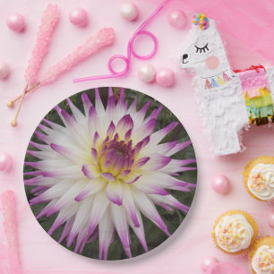 Prato De Papel Cactus Dahlia Floral, branco e roxo