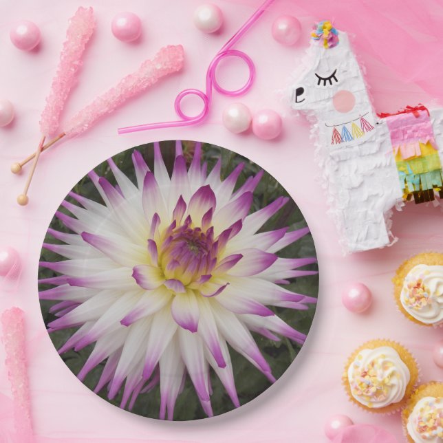 Prato De Papel Cactus Dahlia Floral, branco e roxo (Festa)