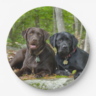 Prato De Papel Cães Cachorros Cachorros Puppies Black Lab Chocol