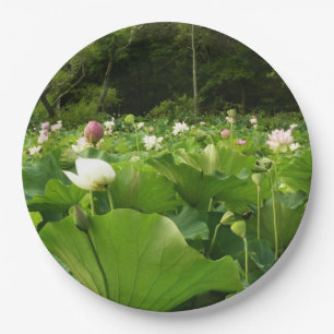 Prato De Papel Campo de Flores de Lotus no Jardim de Verão