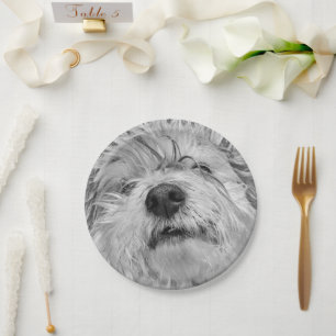 Prato De Papel Cão de Coton de Tulear