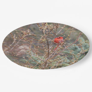Prato De Papel Cardeal Red Male em Forsythia Hedge