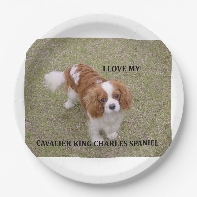 Prato De Papel Cavalier-king-charles-spaniel blenheim ama w pic. (Frente)