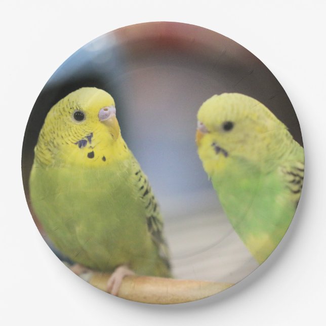 Prato De Papel Chaves sérias (Frente)