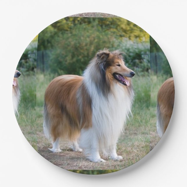 Prato De Papel cheio 5 collie.png ásperos (Frente)