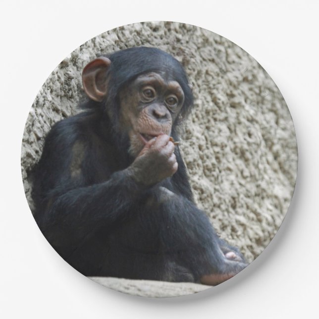 Prato De Papel Chimpanzé 013 (Frente)