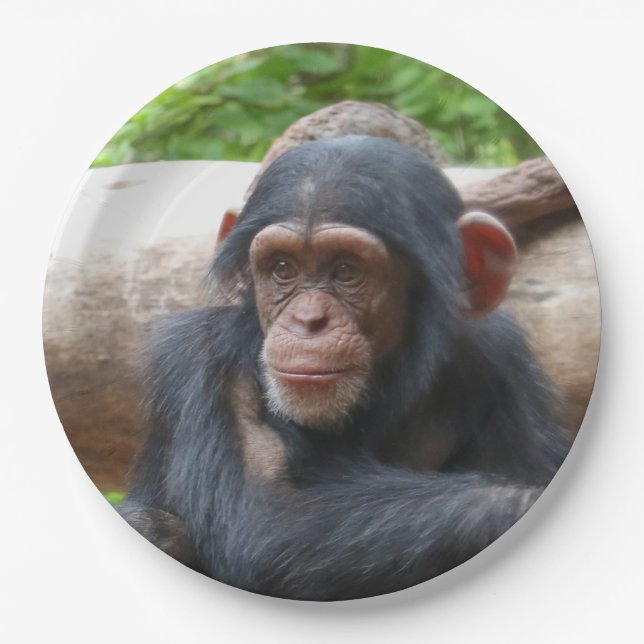 Prato De Papel Chimpanzé_2015_0504 (Frente)