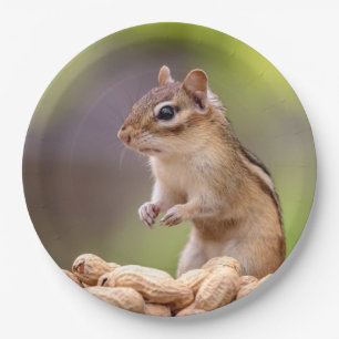Prato De Papel Chipmunk com amendoins