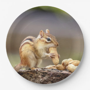 Prato De Papel Chipmunk comendo amendoim