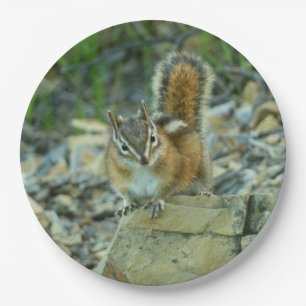 Prato De Papel Chipmunk no Parque Nacional Glacier I