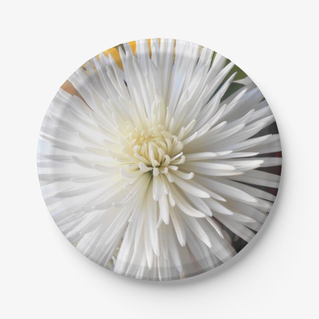 Prato De Papel Claricia (Frente)