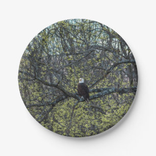 Prato De Papel Consciência da águia