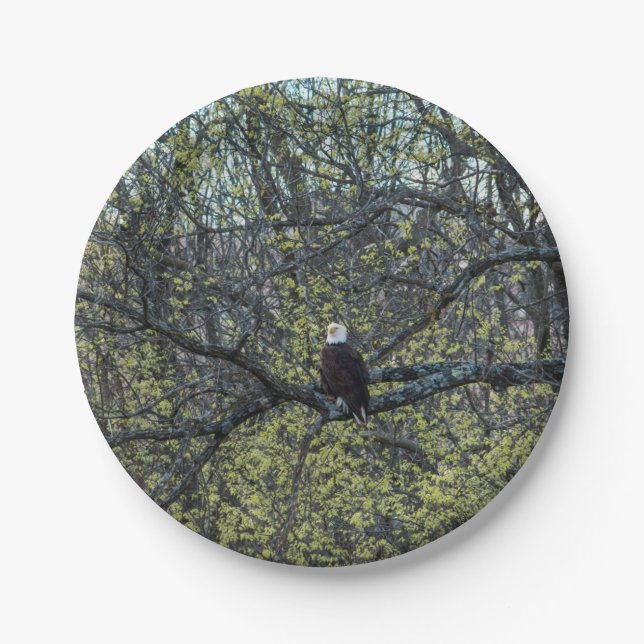 Prato De Papel Consciência da águia (Frente)