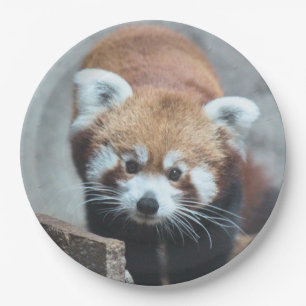 Prato De Papel Corte