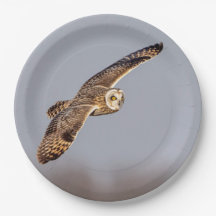 Coruja-de-orelha-curta no Shawangunk Grasslands