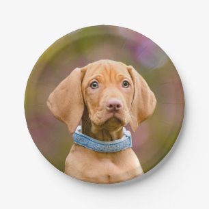 Prato De Papel Cute puppyeyed Húngaro Vizsla Dog Puppy Foto ""