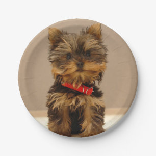 Prato De Papel Cute Yorkshire Terrier