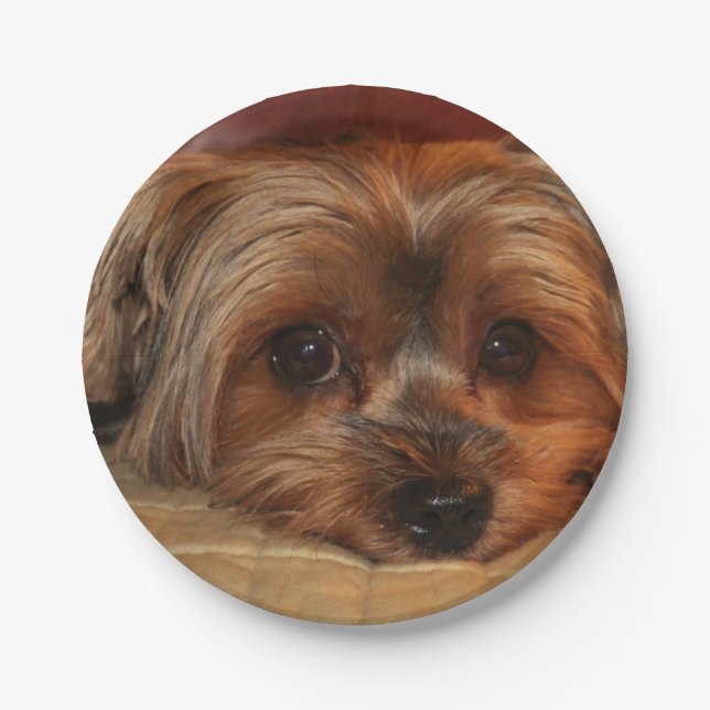 Prato De Papel Cute Yorkshire terrier, yorkie cachorrinho (Frente)