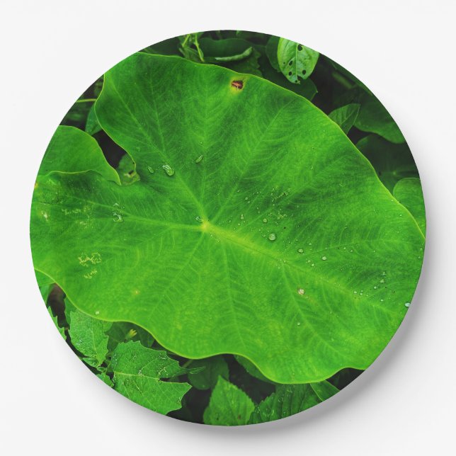 Prato de papel da natureza (Frente)