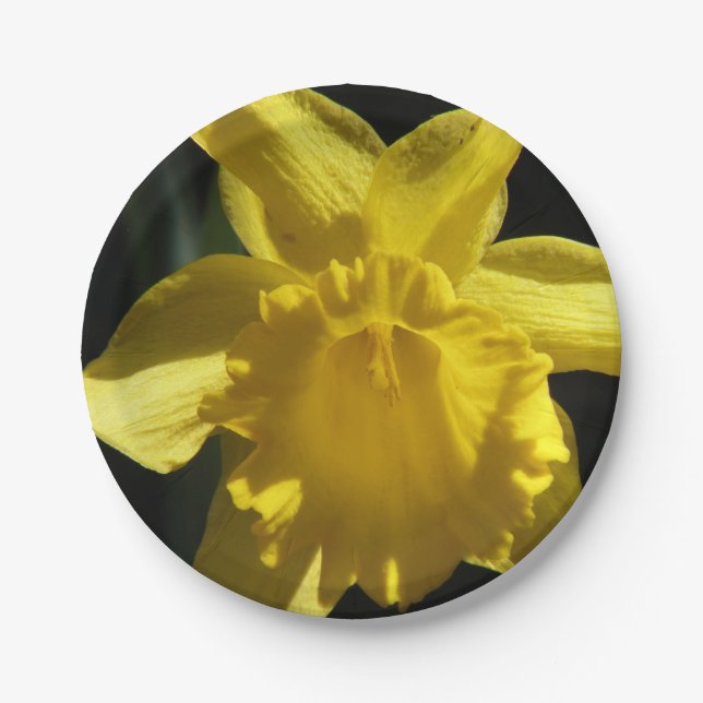 Prato De Papel Daffodil perfeito (Frente)