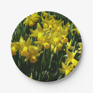 Prato De Papel Daffodils Amarelos I Flores De Mola Cheery