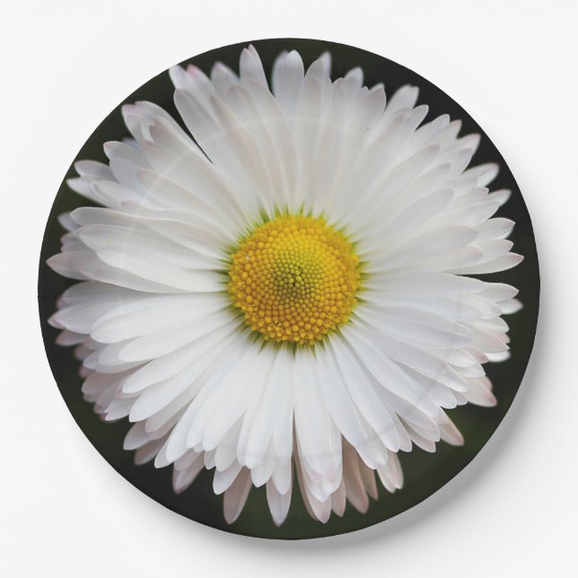 Prato De Papel Daisy (Frente)
