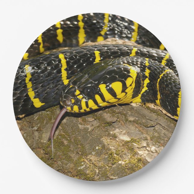 Prato De Papel Dendrophila de Boiga ou cobra dos manguezais (Frente)