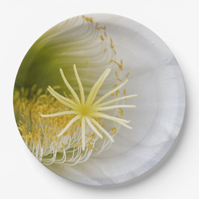 Prato De Papel Dentro de um cacto branco em flor (Frente)