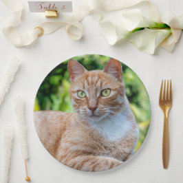 Prato De Papel Doce gatinho