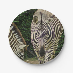 Prato De Papel Duas Zebras