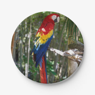 Prato De Papel Escarlate impressionante do papagaio do Macaw