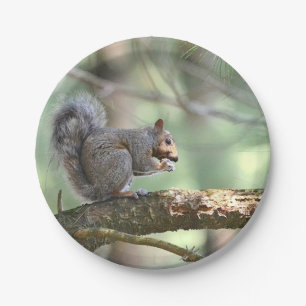 Prato De Papel Esquilo Na Placa De Papel Da Floresta