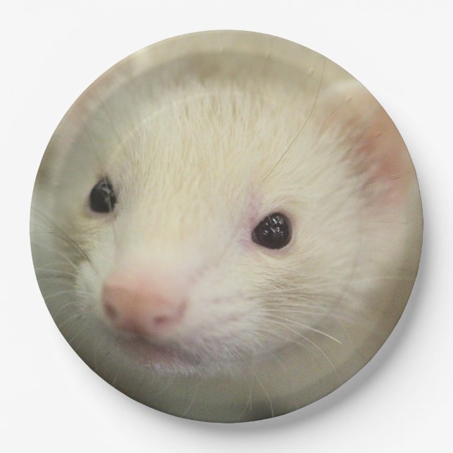 Prato De Papel Face de Ferret (Frente)