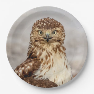 Prato De Papel Falcão imaturo de pele vermelha no chão