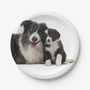 Prato De Papel Festa de Collie, Festa de Collie, Cachorro Branco