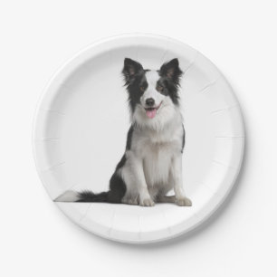 Prato De Papel Festa de Collie, Festa de Collie, Cachorro Branco