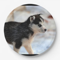 filhote de cachorro do rouco siberian